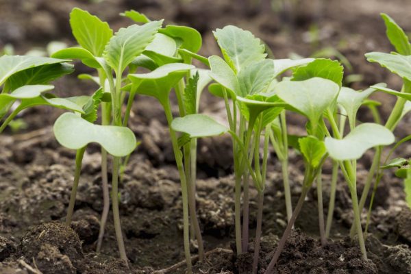 Cabbage seedlings